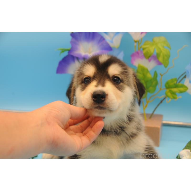 販売中の岡山県のミックス犬-399894の6枚目